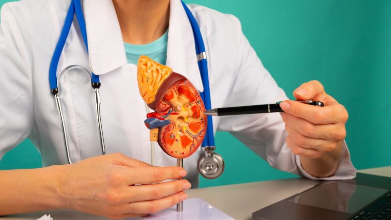 किडनी का रखें खास ख्याल