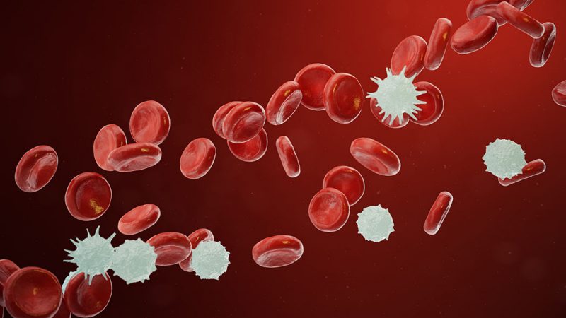 Difference Between Multiple Myeloma, Lymphoma & Leukemia